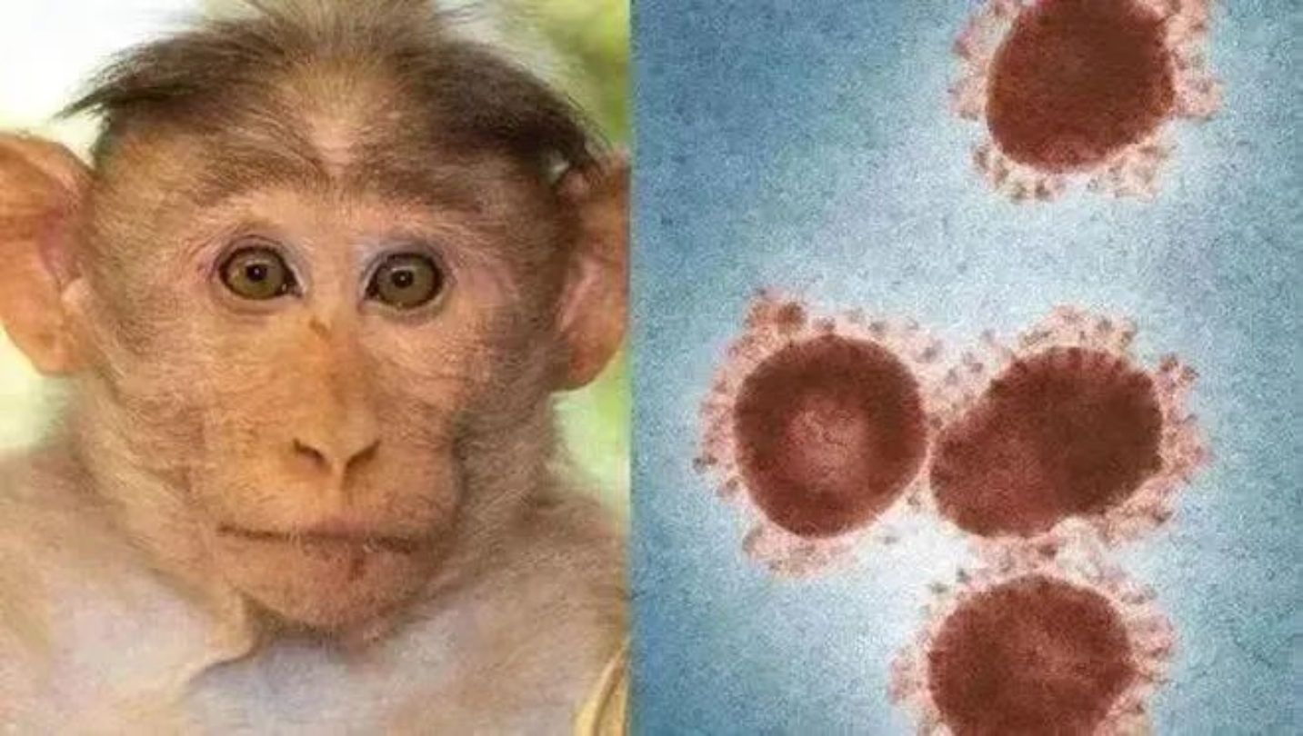 【北医人爱科普】猴痘病毒突袭全球，我们应怎样预防
