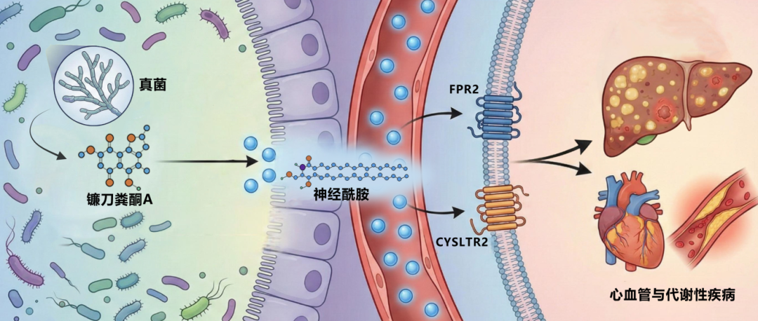 北大医学科研成果入选2025年度中国科学十大进展